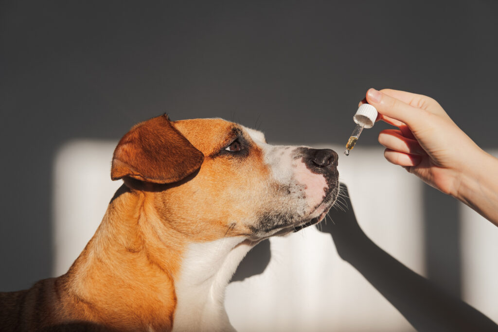 Is CBD Oil Safe for Dogs