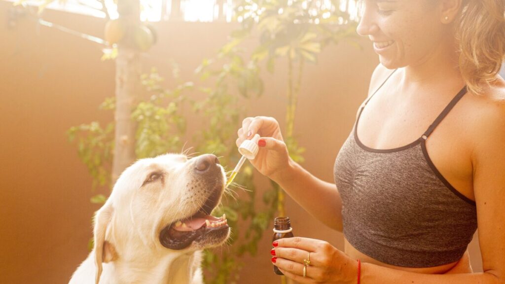 Is CBD Oil Safe for Dogs